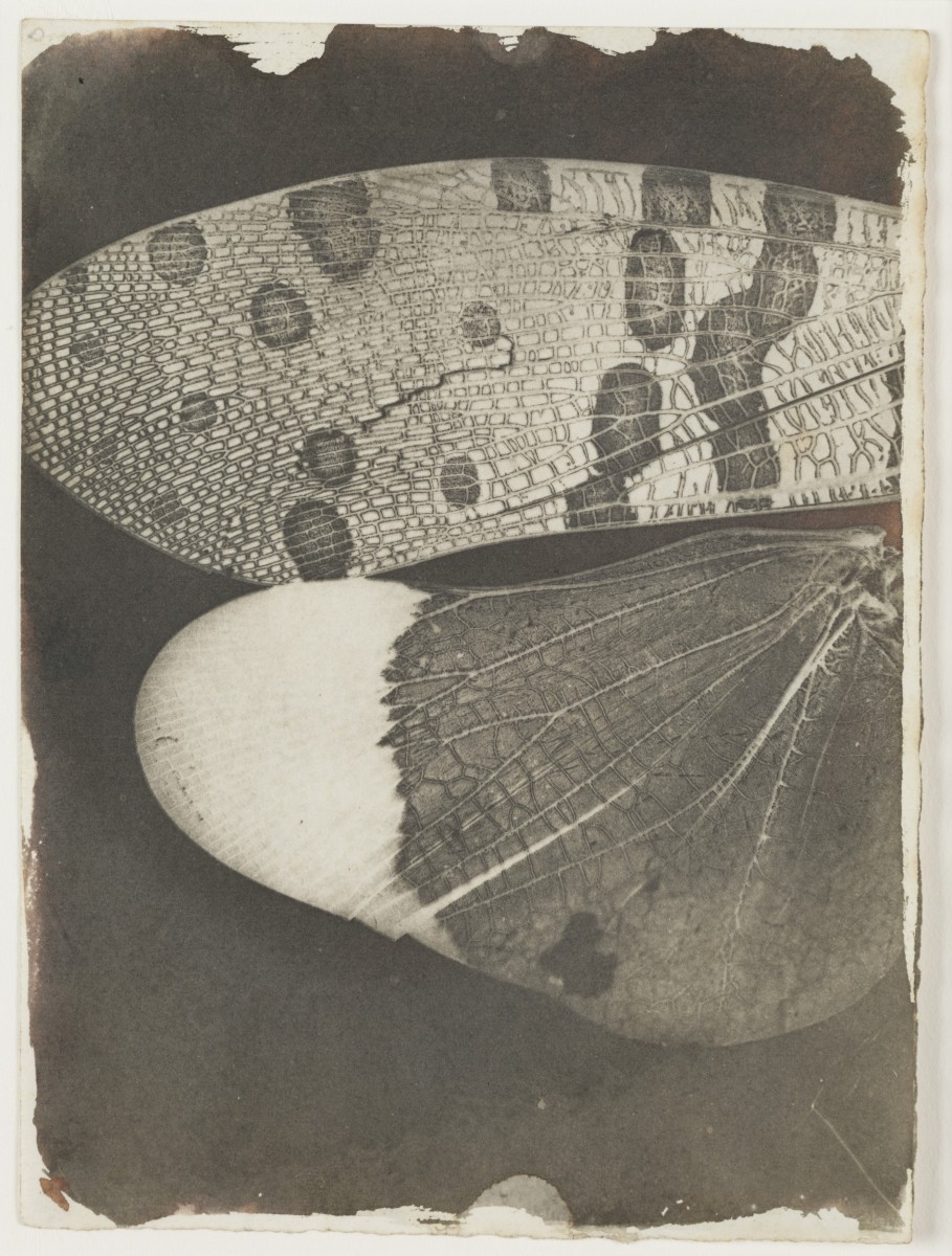 Уильям Генри Фокс Тальбот. Микрофотография. Крылья бабочки 1839−1840